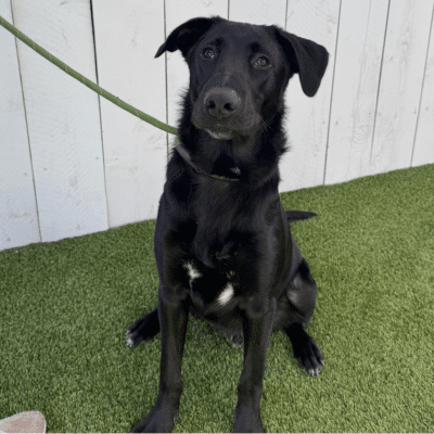 Bodie the dog